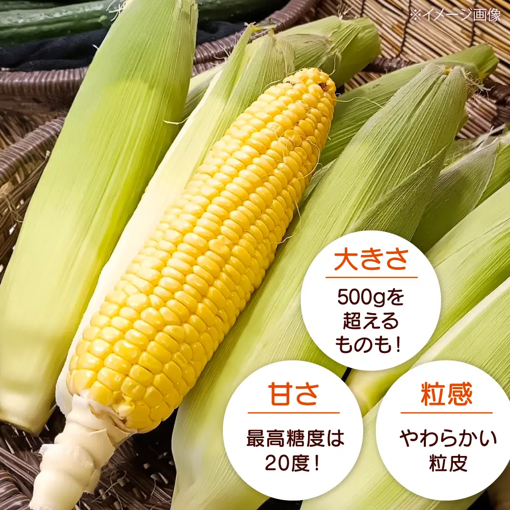 【2026年8月下旬発送予定】とうもろこし おおもの とうきび 先行予約 とうもろこし [AXAE001]