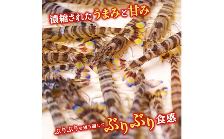 活〆 急速冷凍 クルマエビ 500g　【冷凍発送】