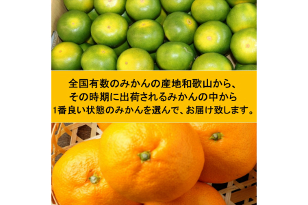 【8011-1】厳選みかん定期便5kg　2回（11月、12月）《先行予約》固定月にお届け予定