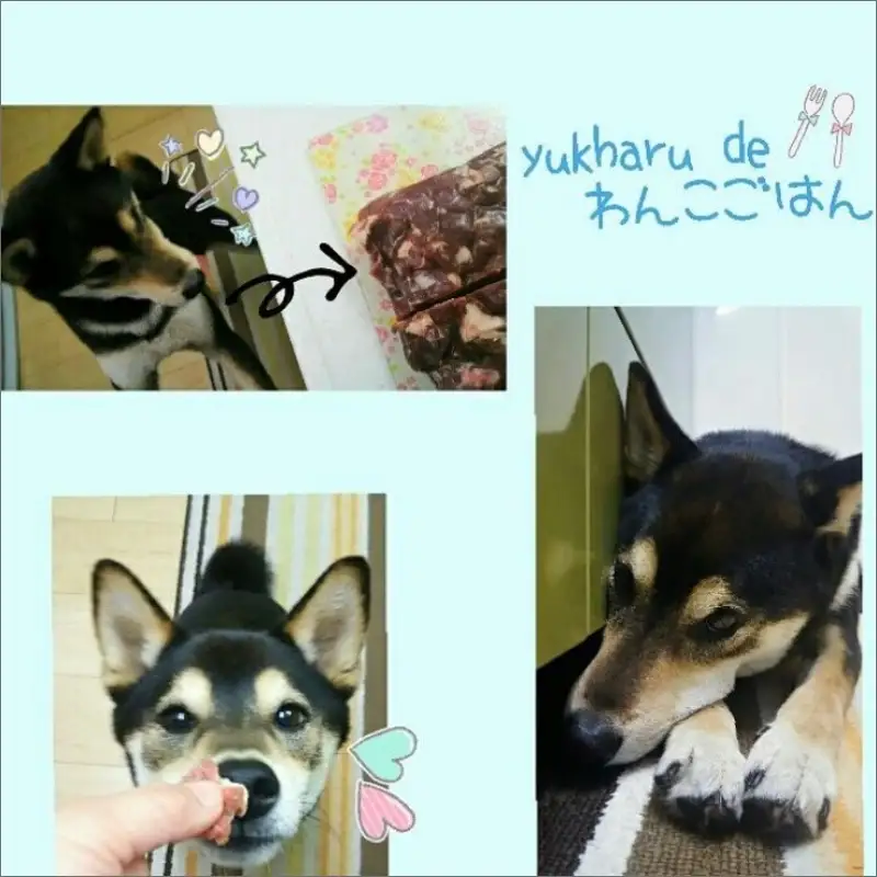 yukharuわんこごはんセット ( 犬 えさ 餌 犬の餌 ペットフード 鹿 エゾシカ肉 鹿肉 健康 安心 安全 )【025-0042】