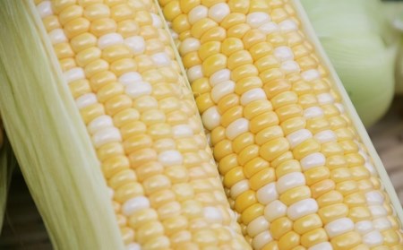 【2026年発送】しあわせの黄色いコーンバイカラー12本入【AQ-001】