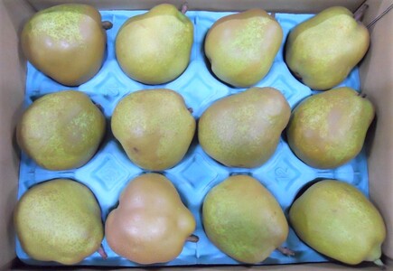 西洋梨（ラ・フランス）３ｋｇ　ご家庭用　0017-2615