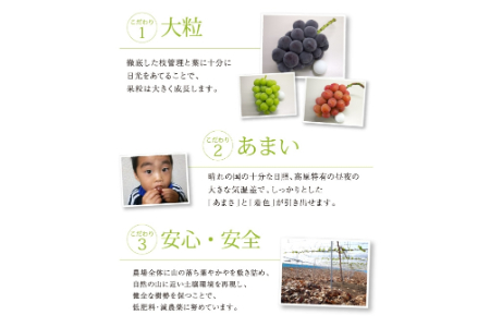【2026年先行予約】NISSHOKU　FARM　特選　大粒ぶどうとピオーネシロップのセット（シャインマスカット入り）岡山 【nisfarm011-02】