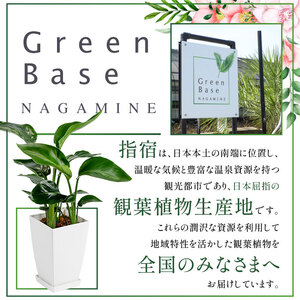 2026年3月中旬～発送【観葉植物】季節おすすめ3種セット4号鉢×3 Green Base IB003-010 観葉植物 ※北海道・沖縄・離島配送不可