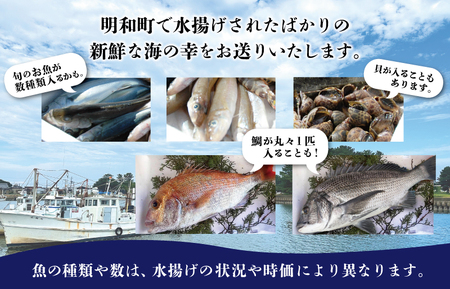 伊勢湾直送 なにが届くかな 明和の海産ガチャ Lサイズ 魚 貝 干物 海藻 新鮮 海鮮 海産 直送 海 漁師 おまかせ 旬 季節 お楽しみ 選べる内容量 J33