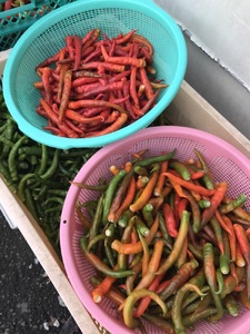 【富士山麓んめぇ～もん倶楽部オリジナル】ふきのとうなんばん + 青富士なんばん + 赤富士なんばん 各1個セット