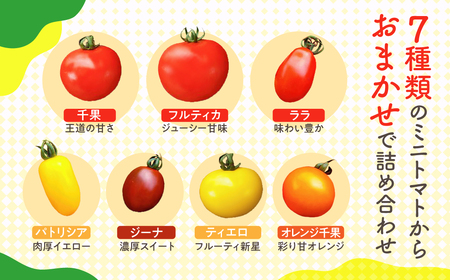 《先行予約》飛騨産 ミニトマト1.5kg！ トマト ミニトマト 池田農園 [Q216x] 
