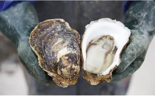 殻付き岩牡蠣 約2kg 夏が旬 三陸産 冷蔵 生牡蠣