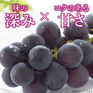 こだわりの種あり巨峰　約2kg 2026年先行予約（2026年発送分）ぶどう ［034K01］
