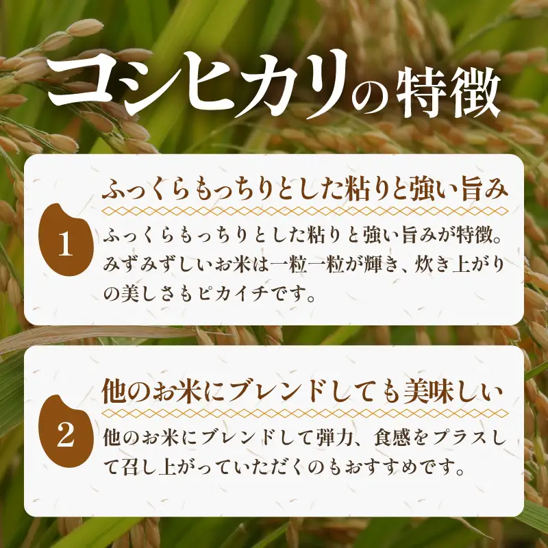 【先行予約】【令和8年産 新米】《定期便》5kg×12回 60kg 特別栽培米 コシヒカリ 低農薬 《食味値85点以上！こだわり極上米》 / 福井県 あわら 北陸 米 お米 人気 高品質 鮮度抜群 新米 ※2026年9月下旬より順次発送 [aw032-o006]