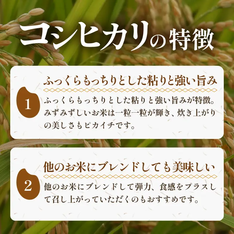 【先行予約】【令和8年産 新米】特別栽培米 コシヒカリ 5kg 精米 低農薬 《食味値85点以上！こだわり精米》 / 福井県 あわら 北陸 米 お米 人気 高品質 鮮度抜群 新米 ※2026年9月上旬より順次発送 [aw032-a015]