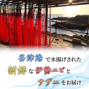 活 伊勢海老 サザエ セット B 10月～5月中旬出荷予定 獲れたて 活伊勢えび 3～6匹 活サザエ 4～15個 伊勢えび 伊勢エビ さざえ 海老 えび エビ 貝 魚介 魚介類 海鮮 海鮮セット 冷蔵 静岡 静岡県 