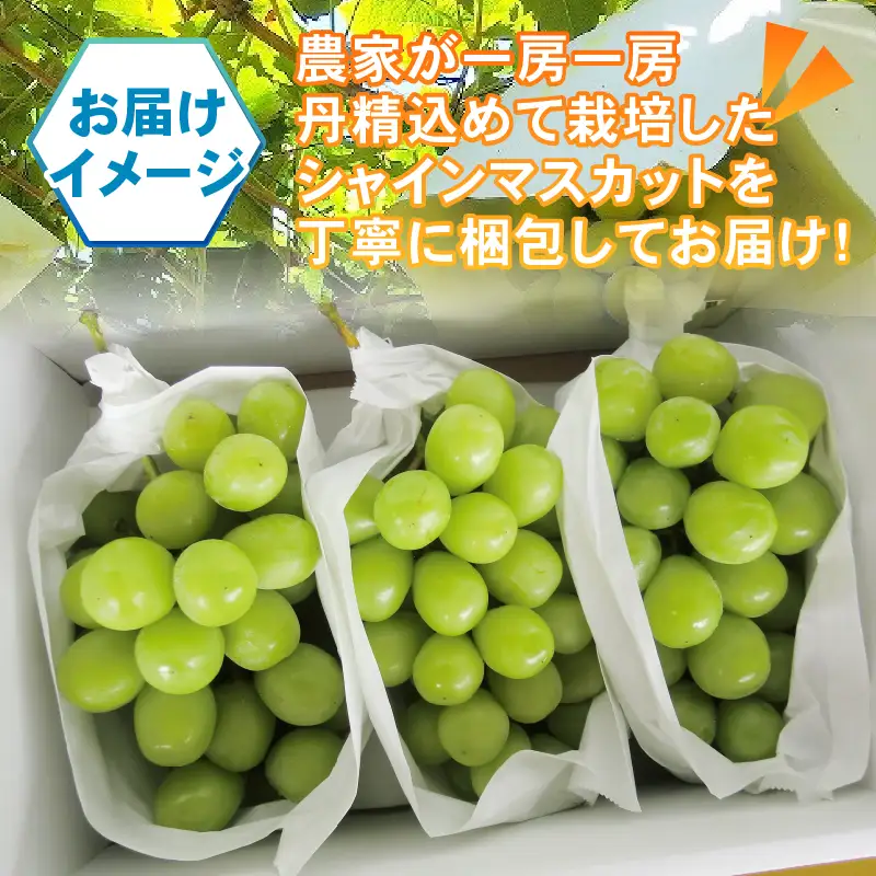パリッとジューシー甲州市産シャインマスカット1.1kg以上【2026年発送】（TMK）B-420 シャインマスカット フルーツ