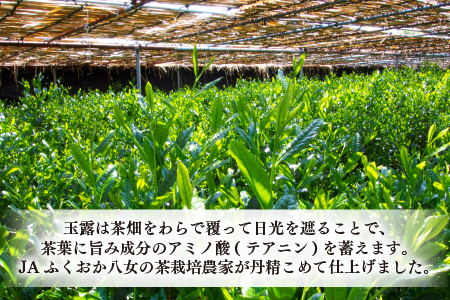 AD224.福岡の八女茶．玉露ボトル缶（２９０ｇ×２４缶）【八女茶】