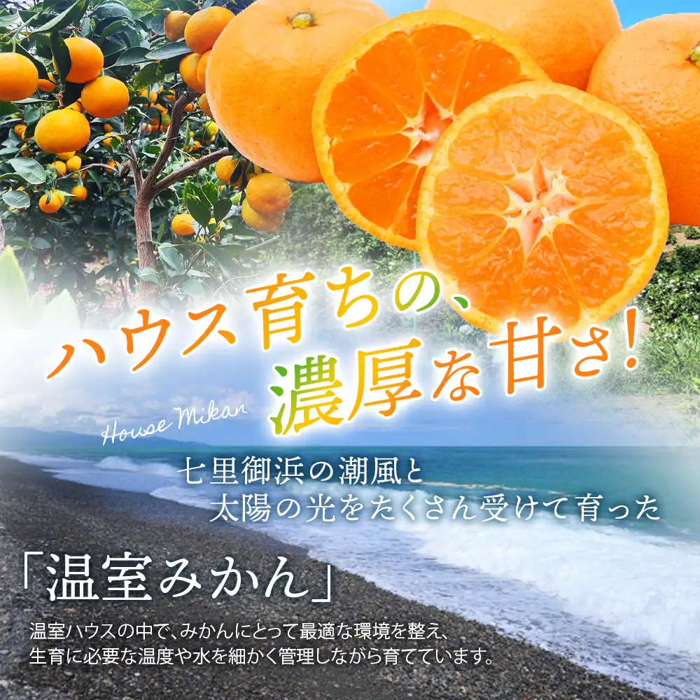 みかん 仲森農園の温室みかん 2.5kg【nkmr0001】