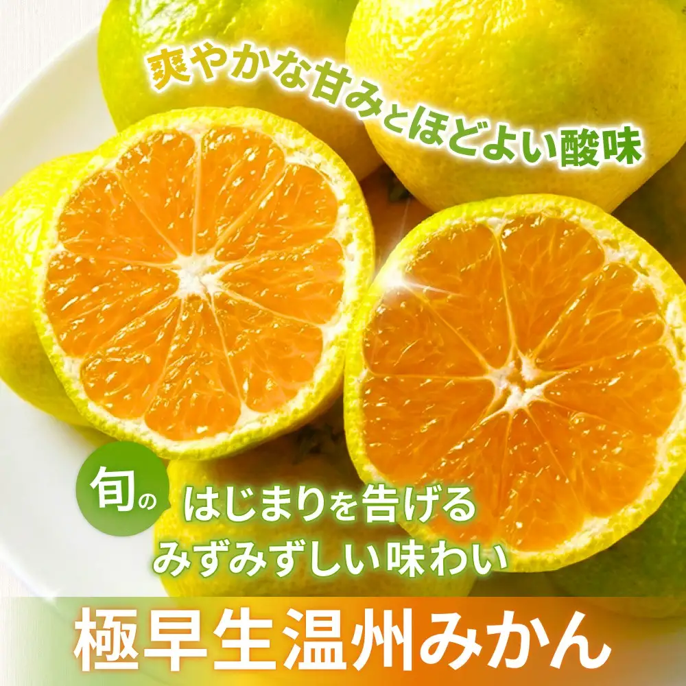 みかん 極早生温州みかん 5㎏【knpr0012A】