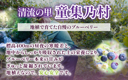 無農薬 ブルーベリー 生果 1kg ベリー【mnak0001A】