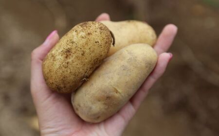 【2026年10月中旬頃発送予定】じゃがいも メークイン 10kg 先行予約 北海道 [AXAE002]