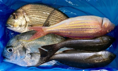 新鮮土佐魚 詰合せセットA 海鮮 海鮮