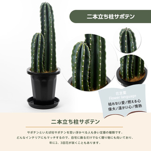 2026年3月上旬～発送【観葉植物】二本立ち柱サボテン 50cm～70cm Green