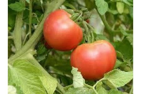 伊豆の国産！大玉トマト（4kg）