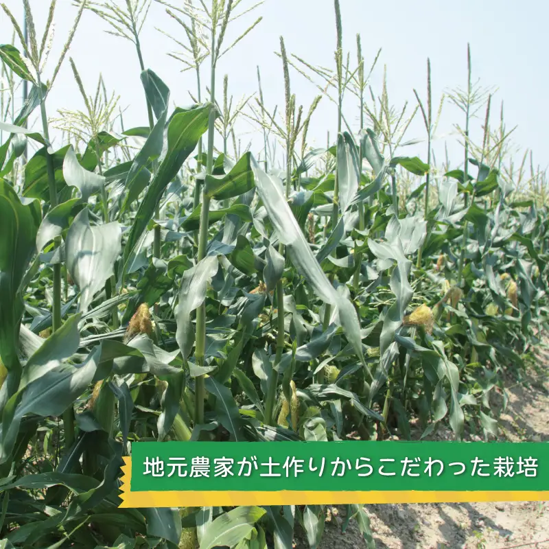 【先行予約】ゴールドラッシュ 14本
