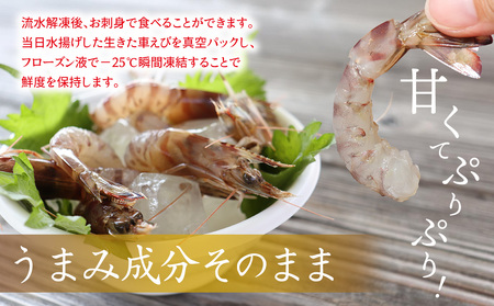 車海老【久米島漁協】活〆冷凍車海老　生食用500g  車えび 海鮮