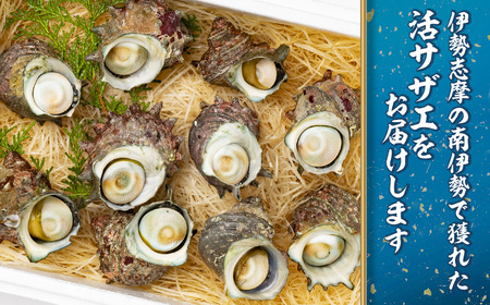 活きサザエ Aコース 1kg（8～12ヶ入り）山金商店 サザエ