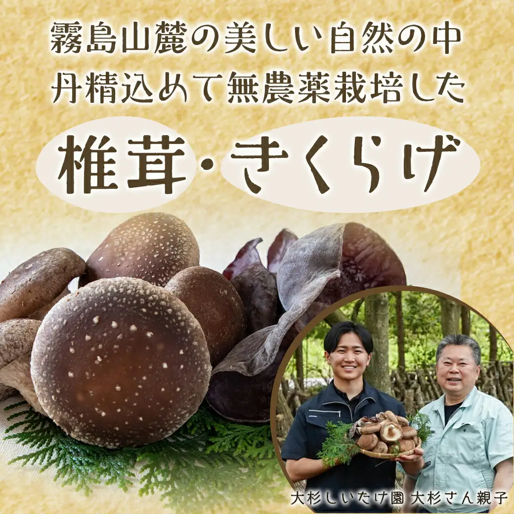 香り立つ!!「きのこ餃子」72個〔12-8701〕_ (都城市) ギョウザ(12個入り×6パック)  椎茸 きくらげ 都城産ブランド豚 きなこ豚 きゃべつ ニラを使用 ヘルシー餃子 大杉しいたけ園 おうち時間