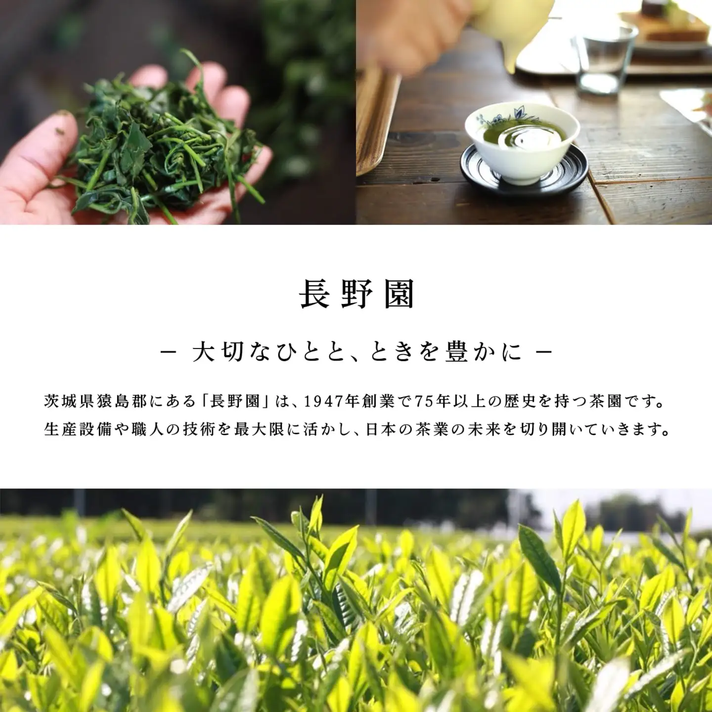 K2623 さしま茶 長野園のぽかぽか 生姜入り ほうじ茶 ティーバッグ 120g (4g×30包) × 3袋 国産生姜使用