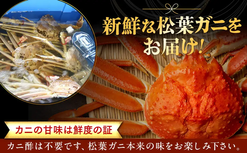 【活】足1本なし　訳あり　松葉ガニ　特大1枚（900g～1kg前後）| カニ 松葉ガニ タグ付き【着日指定不可】※2026年11月上旬～2027年3月下旬に順次発送予定