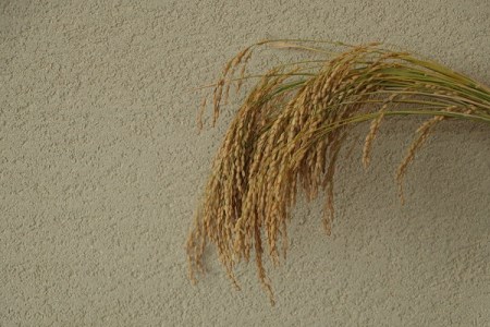 鯉川酒造 純米大吟醸「鯉川」1800ml×1本 亀ノ尾 100％使用 日本酒 地酒 1725年創業（享保10年）老舗酒蔵 山形 庄内町