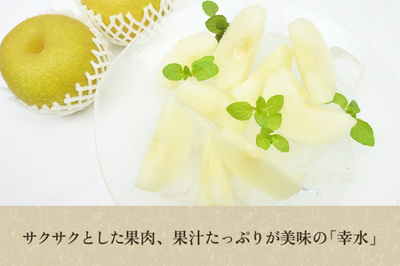 【2026年先行予約】たかはし果樹園 謹製 新潟県産和梨 幸水 約3kg《8月中旬～順次配送》こうすい