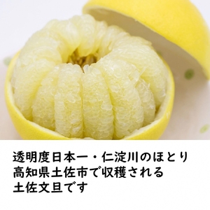 【先行予約】生産者直送 土佐文旦 約9.5kg [2L〜4L] 家庭用 ＜2027年1月下旬より発送＞ 家庭用 文旦 柑橘 みかん フルーツ 果物  産地直送 お取り寄せ 人気 【土佐文旦産直協同組合】