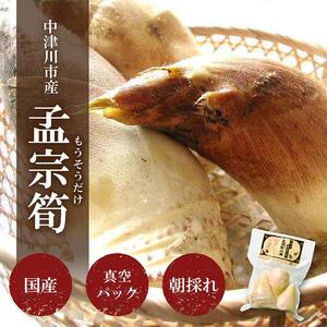 国産たけのこ水煮【中津川市瀬戸産】孟宗筍のみ使用 F4N-2379