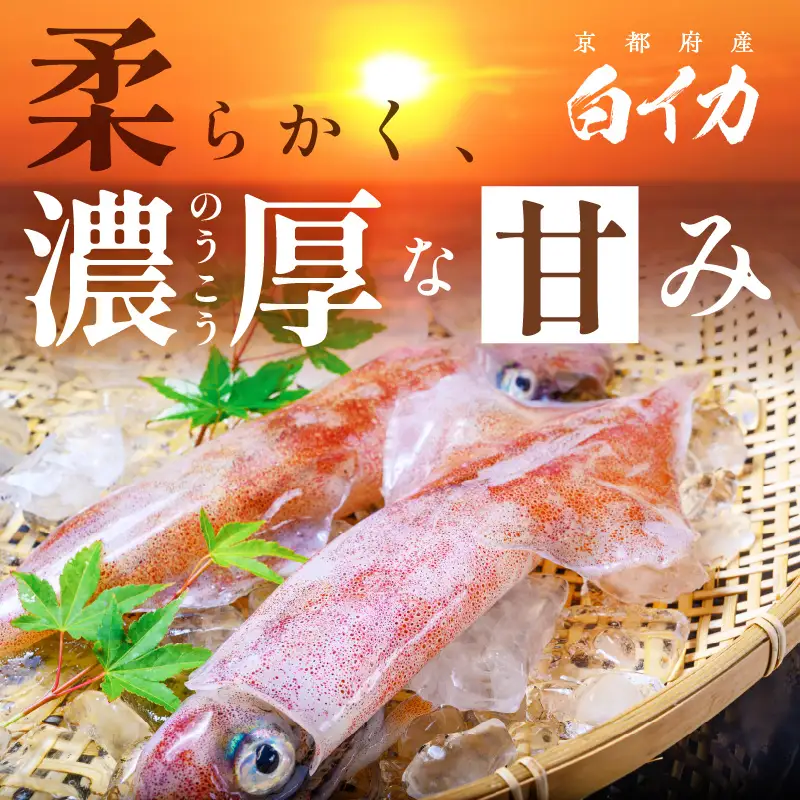 【先行予約】白イカケンサキ正味1.5kg しろいか
