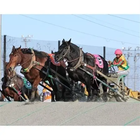 【北海道帯広】世界にたったひとつ!ばんえい競馬　個人冠協賛レース_ 地域サービス  _【1205457】