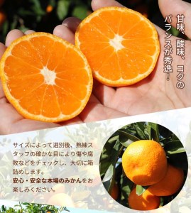 こだわりの完熟 有田みかん 8kg ＋150g(傷み補償分)｜ みかん