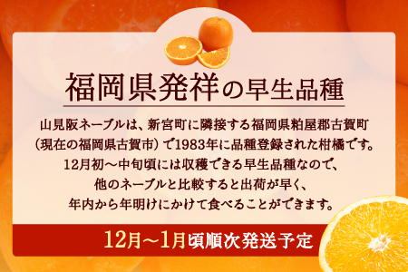 AA077.ネーブル（3kg程度）／2026年12月～2027年1月配送
