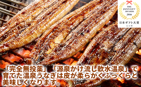 温泉うなぎ蒲焼 2尾（160gサイズ） 国産 九州 うな丼 うな重 鰻 完全無投薬 ギフト 土用の丑の日 ＜104-011＞