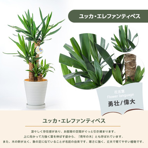 2026年3月上旬～発送【観葉植物】ユッカ・エレファンティペス70cm～90cm 鎌ヶ迫園芸場 IB086-001 南国鹿児島県で育った 観葉植物！植物 鉢付 インテリア 室内 オフィス おしゃれ プレゼント ギフト 開店祝い 移転祝い マイナスイオン 観葉植物 ※北海道・沖縄・離島配送不可