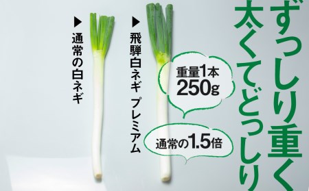 《先行予約》飛騨の根深ネギ プレミアム ねぎ 10本 水村農園 ネギ