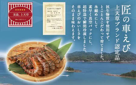 【上天草ブランド認証品】 匠の車えび【活き締め急速冷凍】600g(18尾～24尾) 車海老 刺身 車えび えび 車エビ エビ