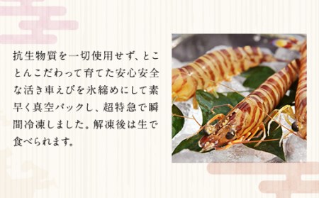 【上天草ブランド認証品】【定期便 全12回お届け】 匠の車えび 【活き締め急速冷凍】300g (9尾～12尾) 冷凍