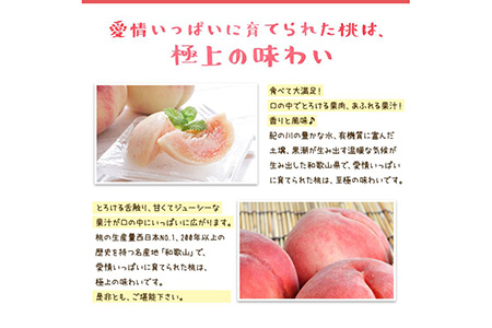 【先行予約】【夏の美味】フルーツ王国 和歌山の桃 約2kg 化粧箱入り | もも （fr-06）