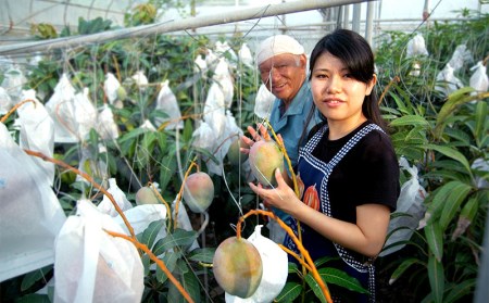 【先行予約】【2026年発送】ミナミマンゴーハウスのキーツマンゴー約2kg - 先行予約 産地直送 沖縄産 国産 果物 フルーツ 南国フルーツ トロピカルフルーツ 旬の味覚 人気 おすすめ 送料無料 沖縄県 八重瀬町