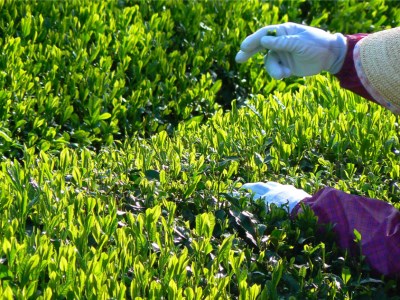 緑茶 日本三大産地のひとつ「伊勢茶」詰め合わせA 緑茶