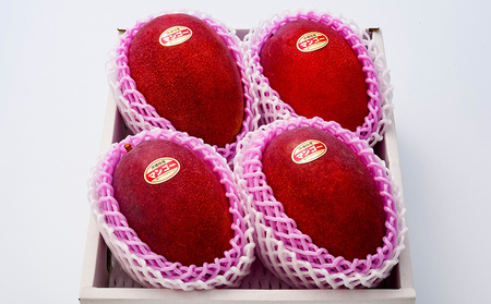 マンゴー【2026年発送】令和6年最優秀賞サンライズファーム マンゴー大玉4玉2.4kg以上 贈答用