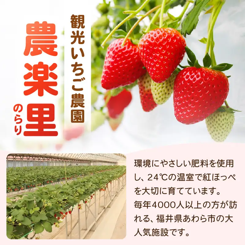 あわらの大人気 観光いちご農園「農楽里」で採れた「紅ほっぺ」のいちごジャム 140g×4瓶   [aw012-a001]