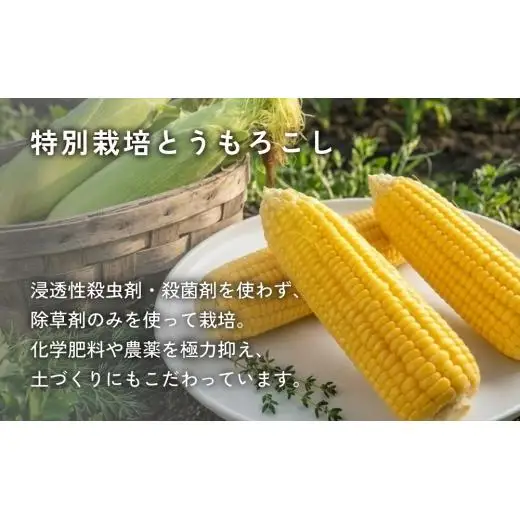 とうもろこし缶 スイートコーン缶 24個入り　2025年収穫分 とうもろこし コーン